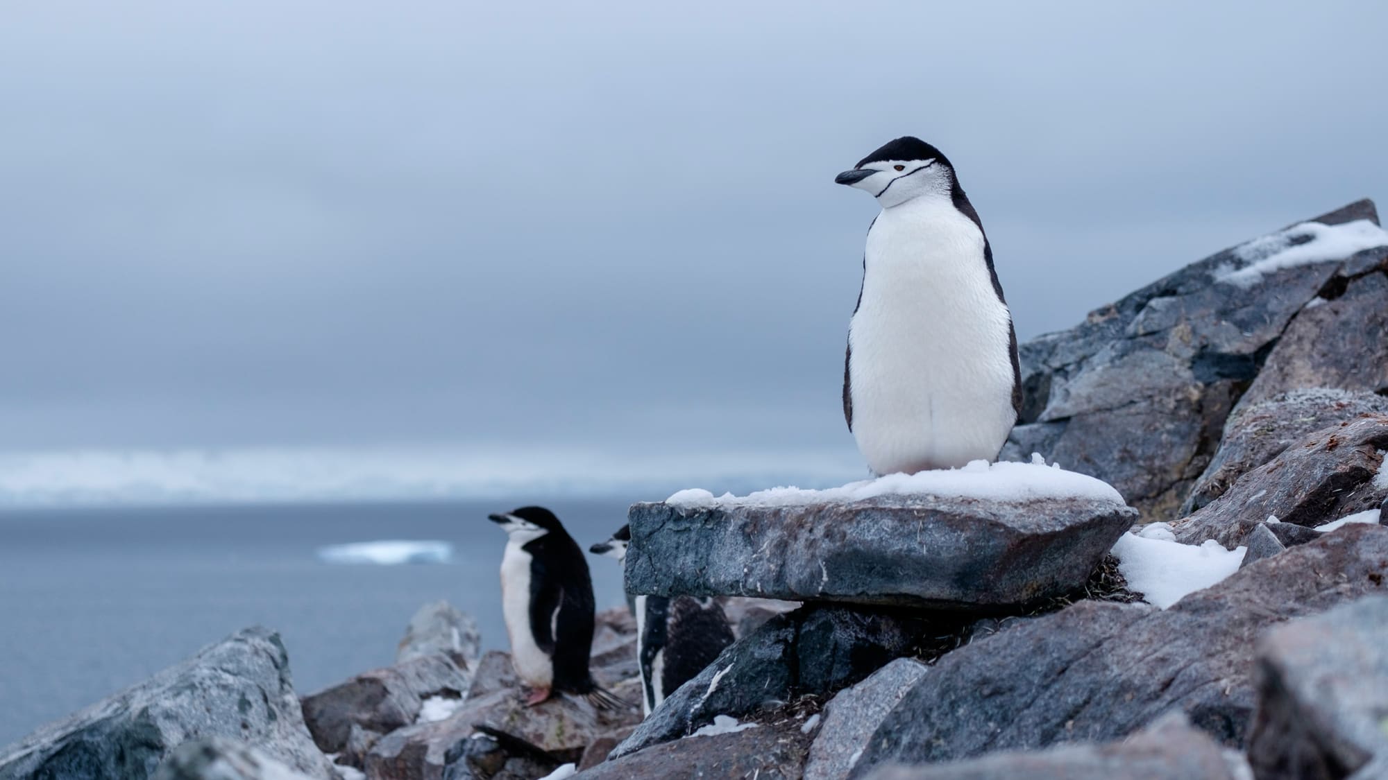 Antarctique – Croisière d’Expédition au cœur du continent blanc, photo 4