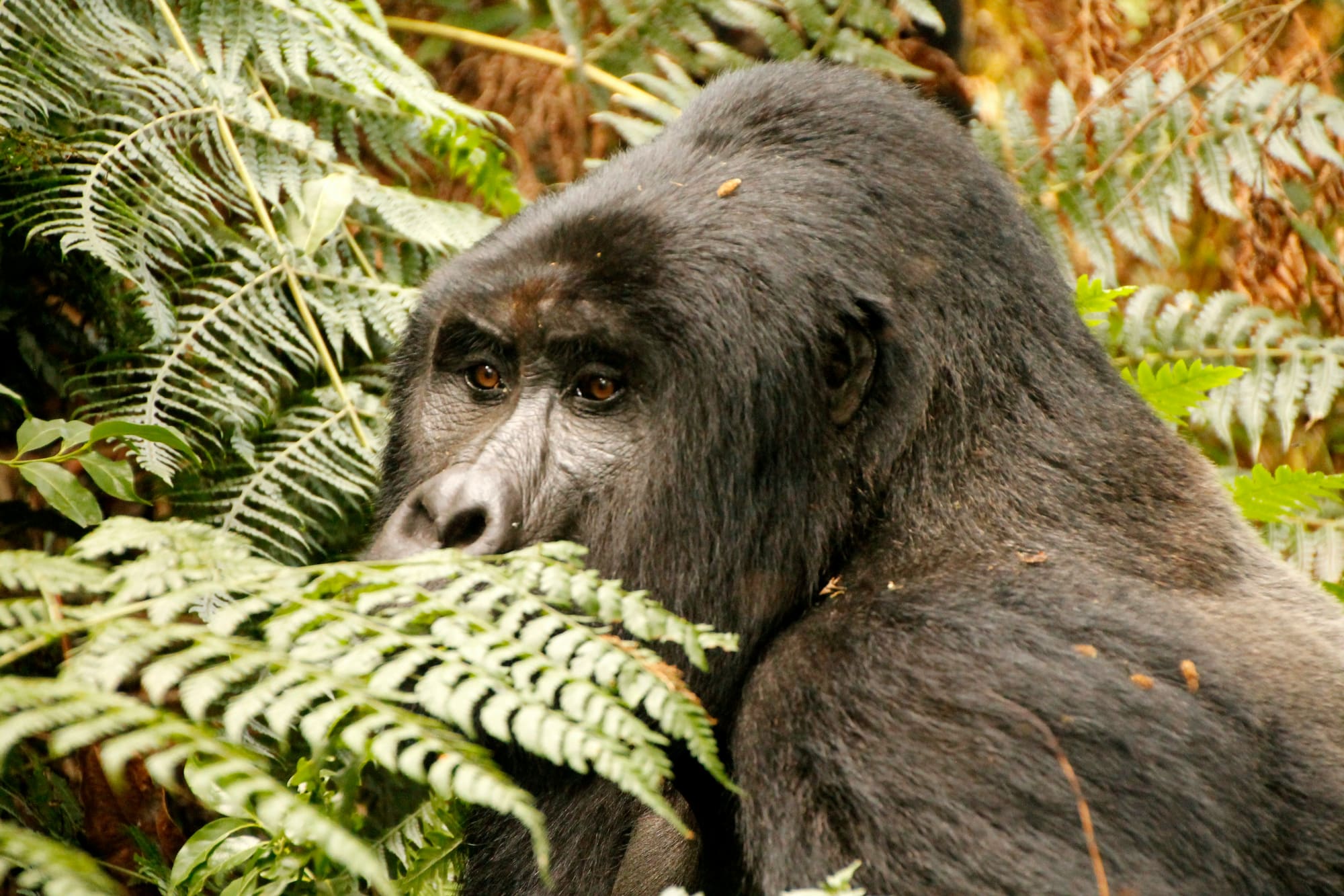 Ouganda & Rwanda – Au royaume des grands primates, photo 7