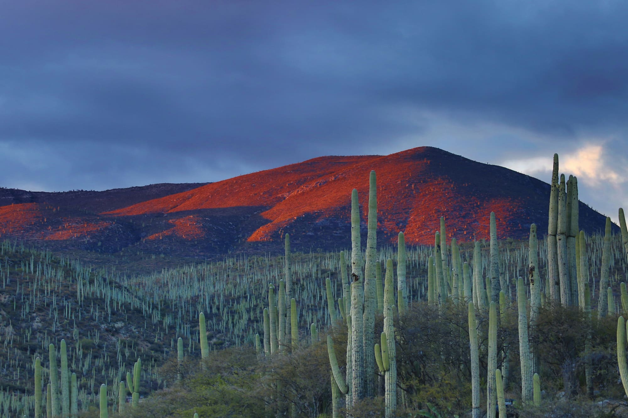 Mexique – Indiana Jones, photo 3