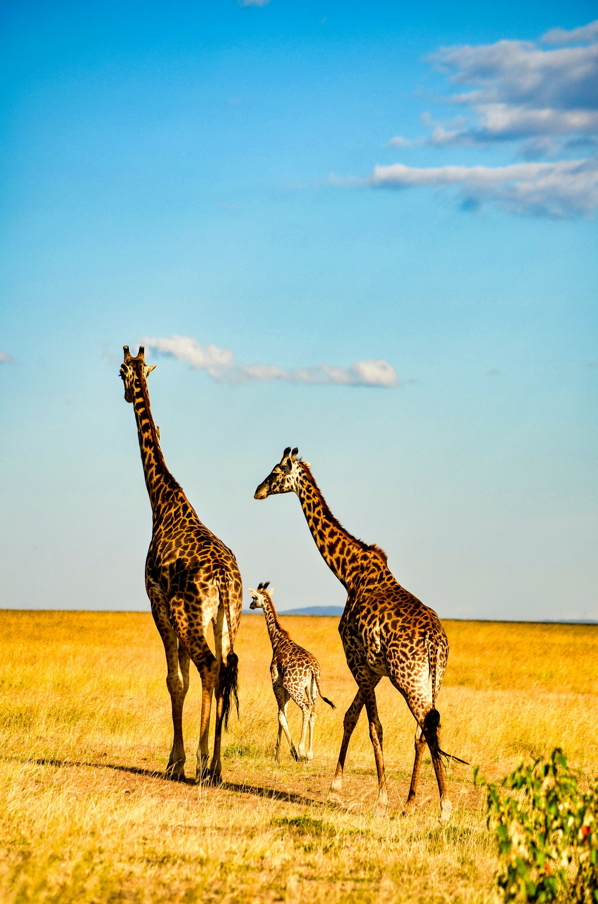 Kenya – Trek & Beach, photo 3