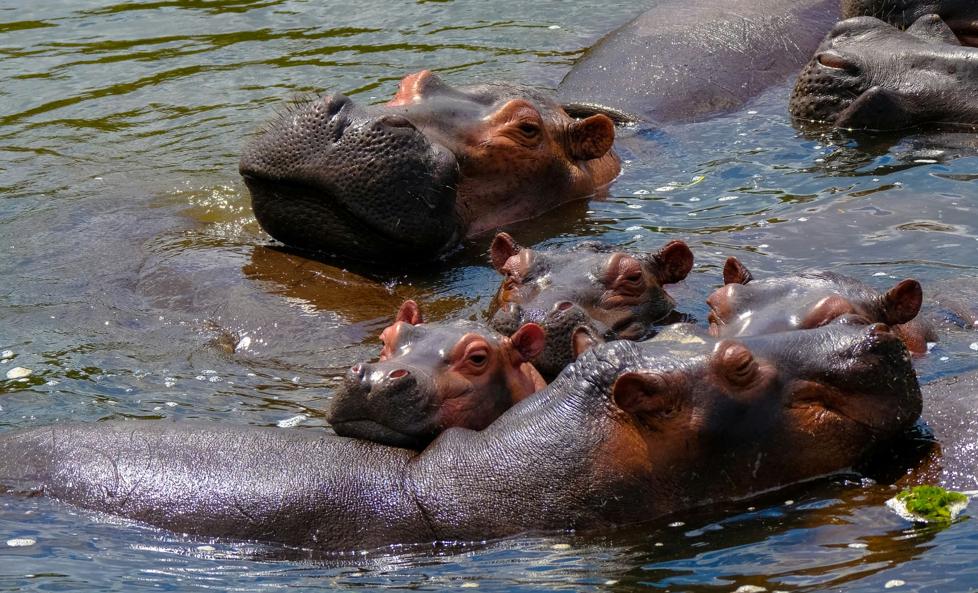 Sur la piste des gorilles et des chimpanzés, photo 6