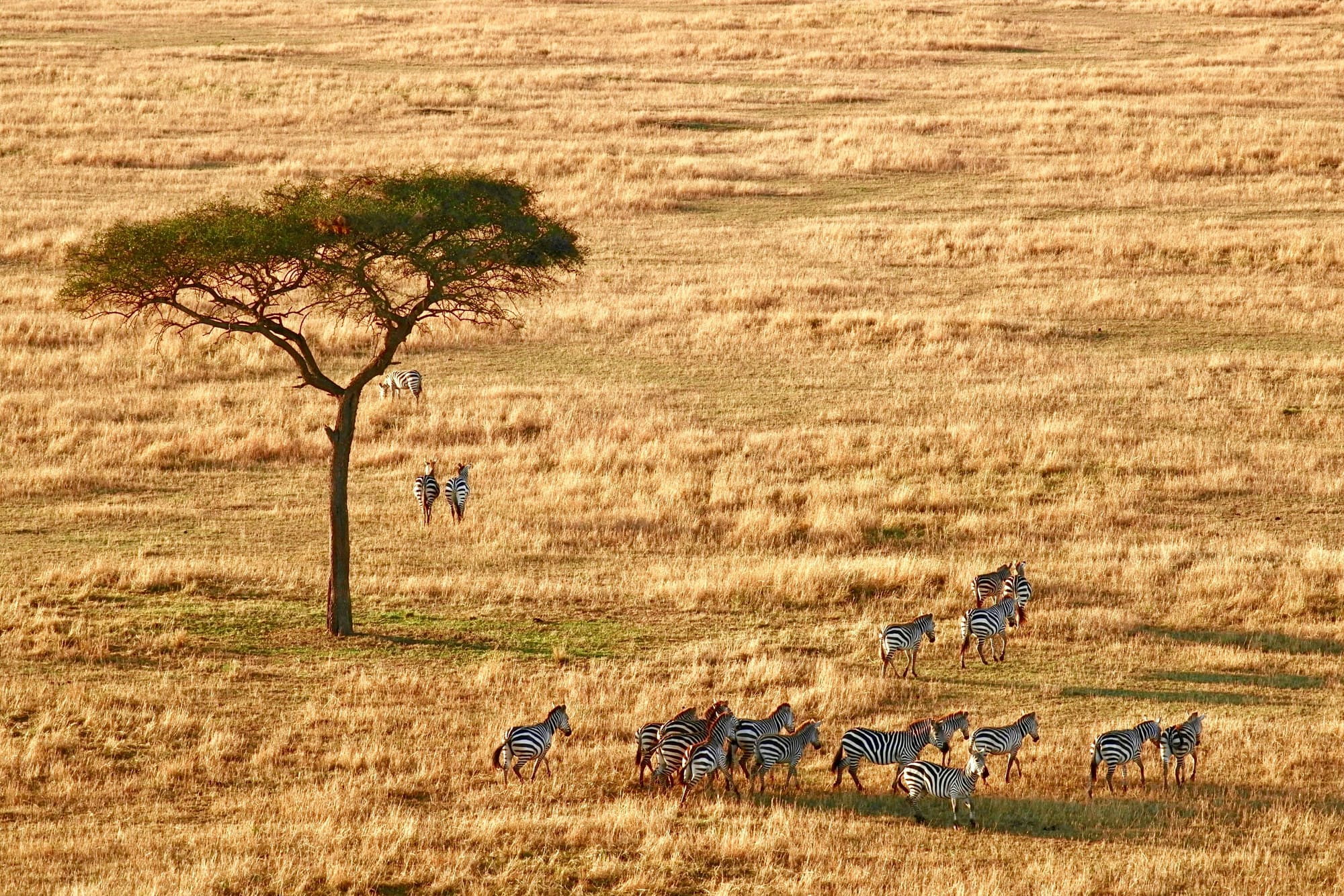Tanzanie – Aventure dans la Savane, photo 2