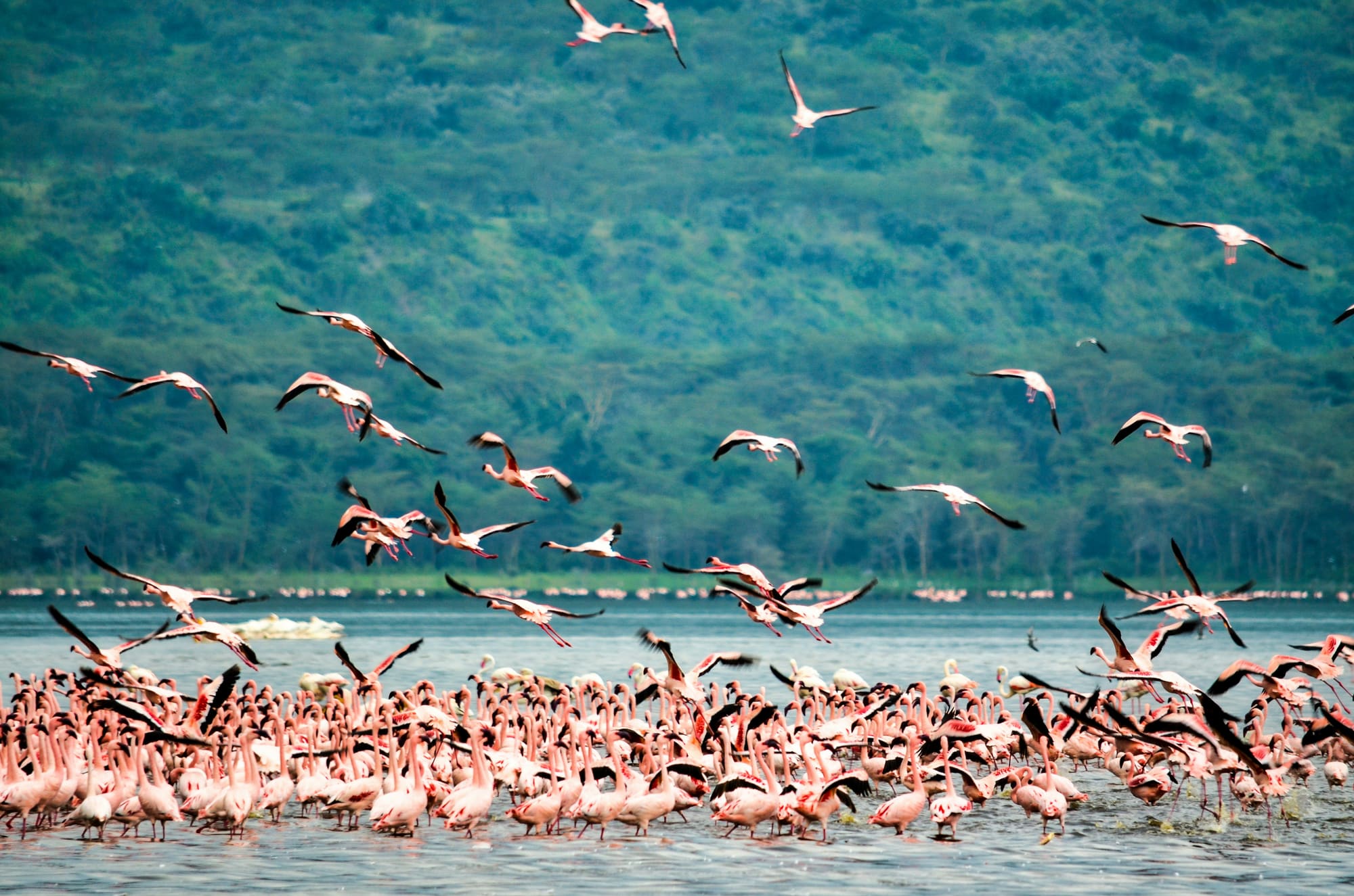 Kenya – Trek & Beach, photo 4
