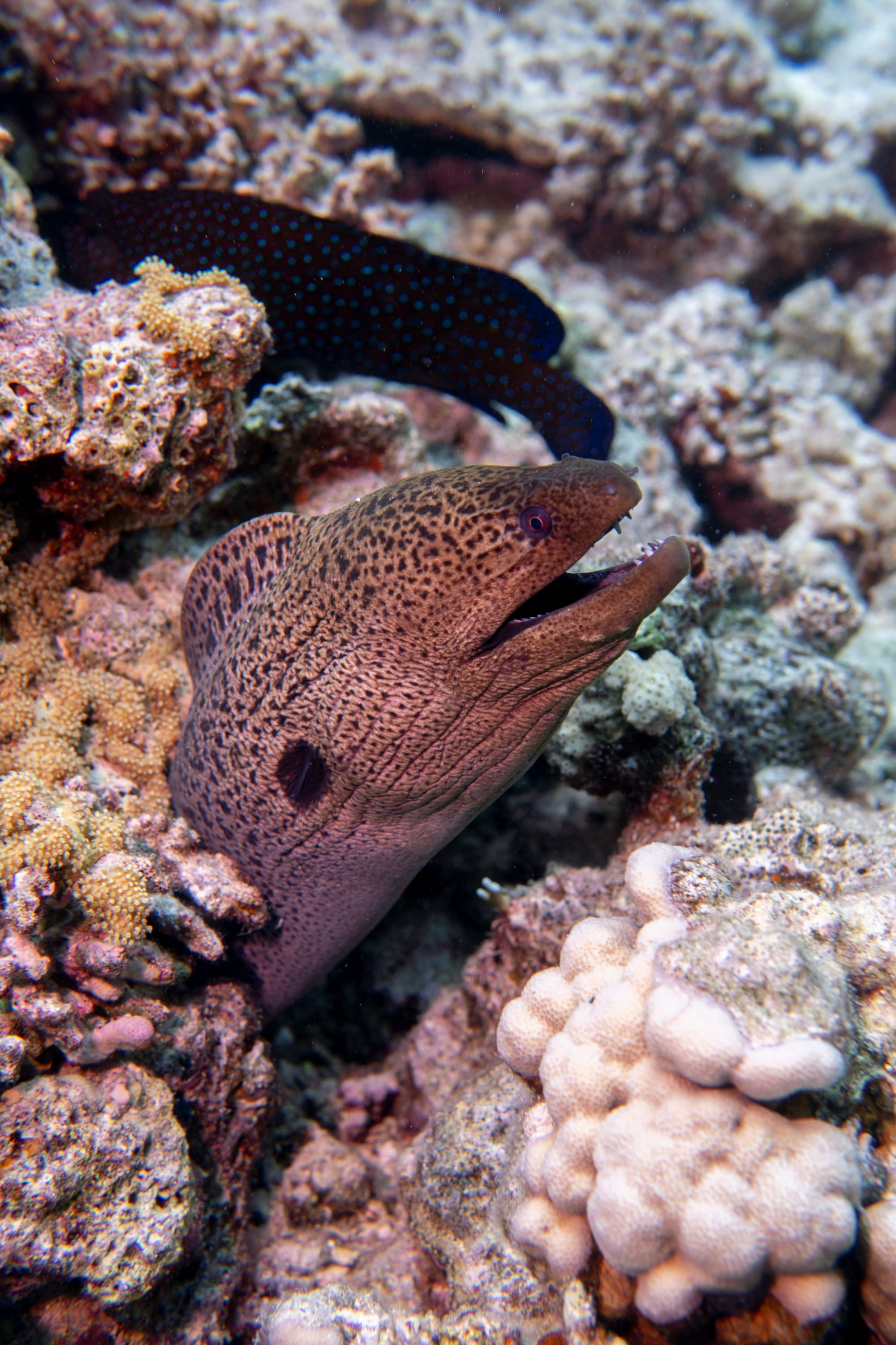 Égypte – Plongée à Marsa Alam, photo 7