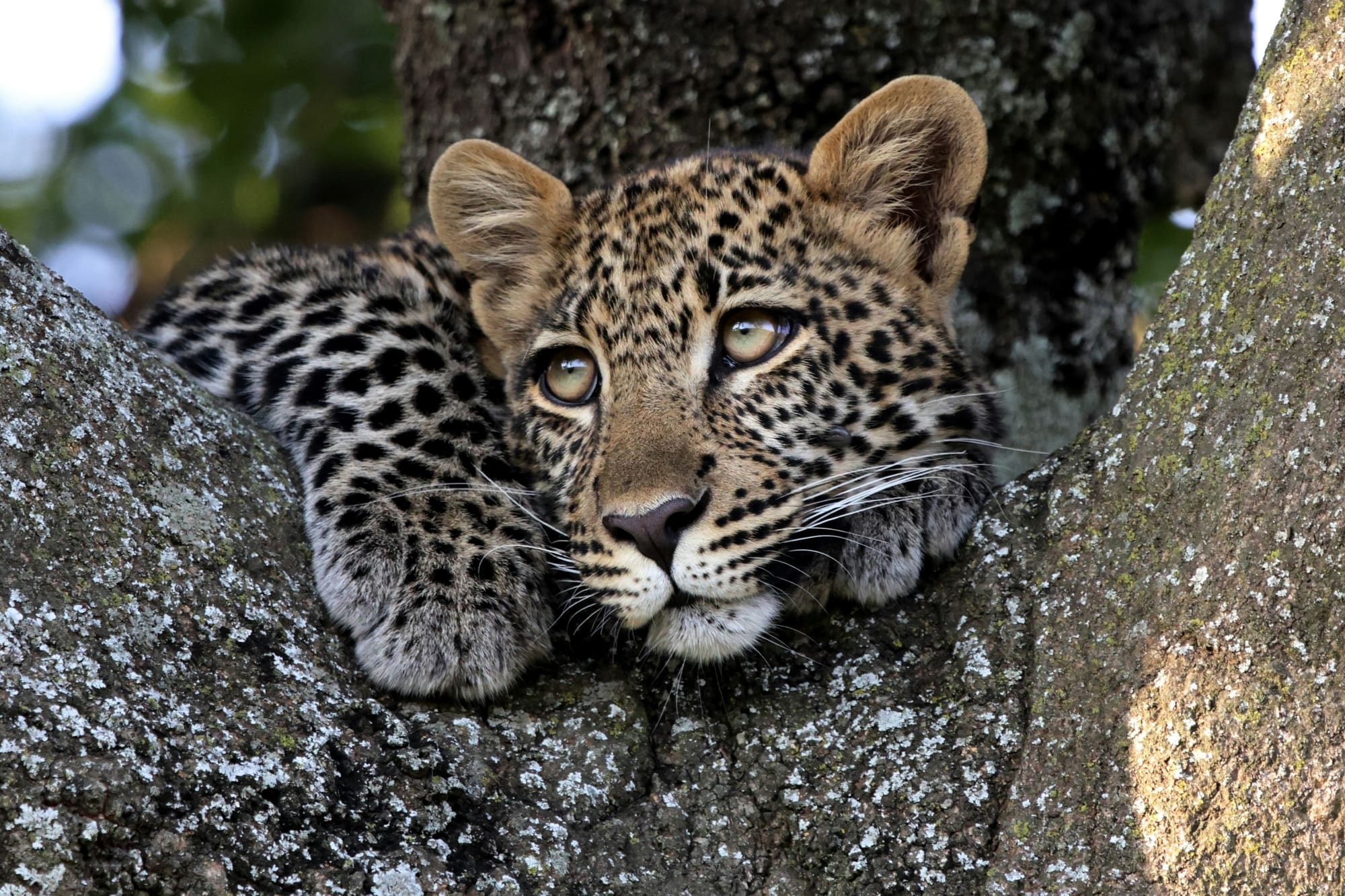 Kenya – Rêve d’Enfant, photo 4