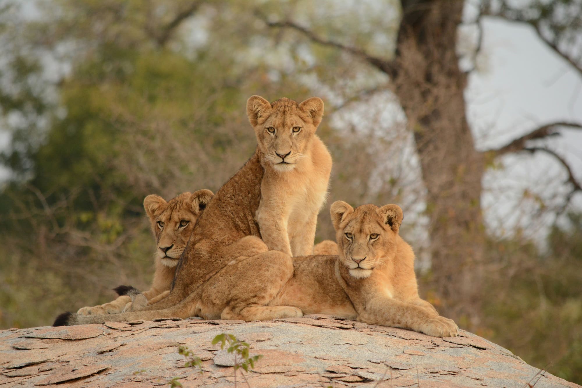 Afrique du Sud – Terre de Contrastes, photo 5