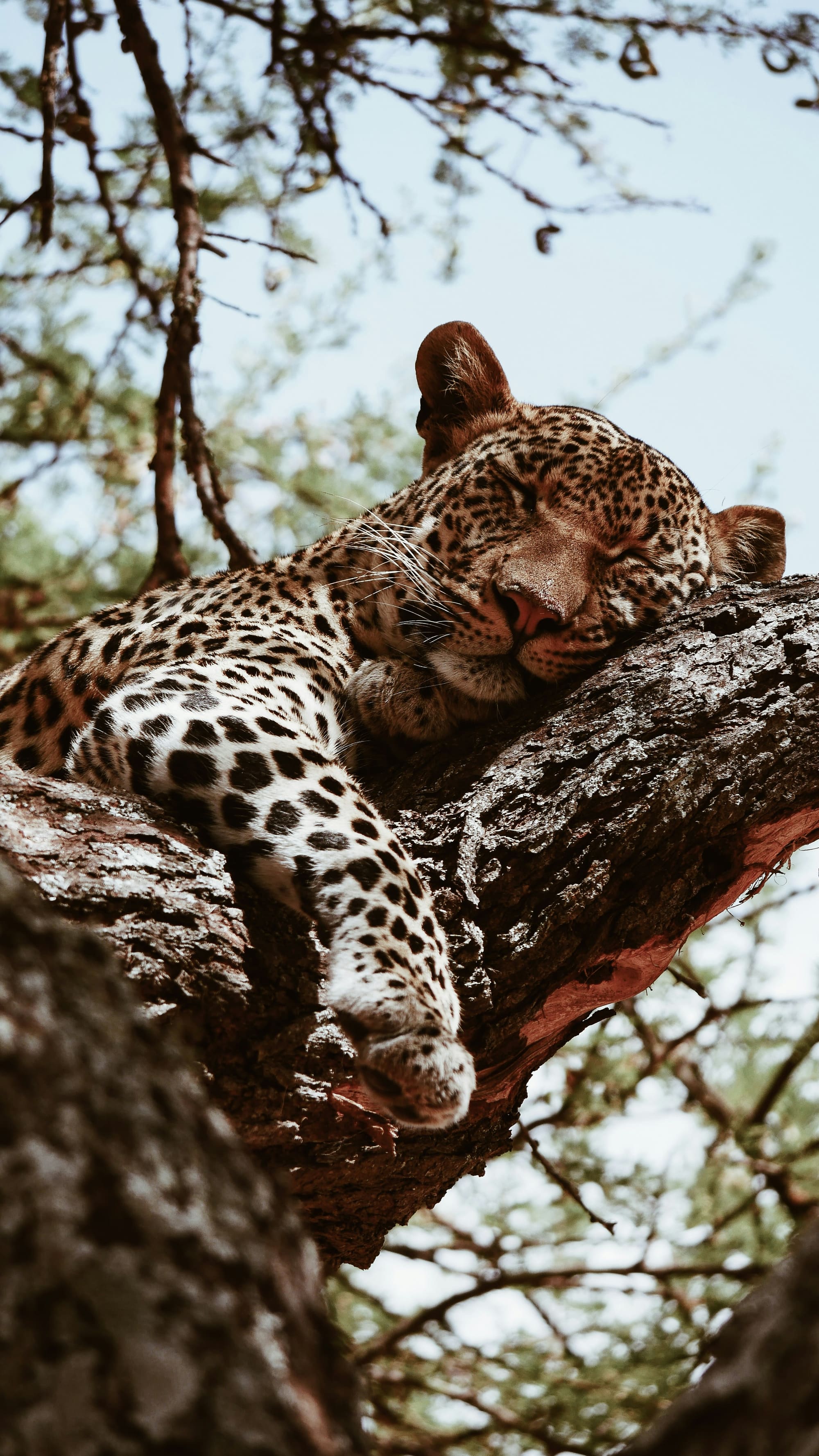 Tanzanie – Safaris & Lac Victoria, photo 5