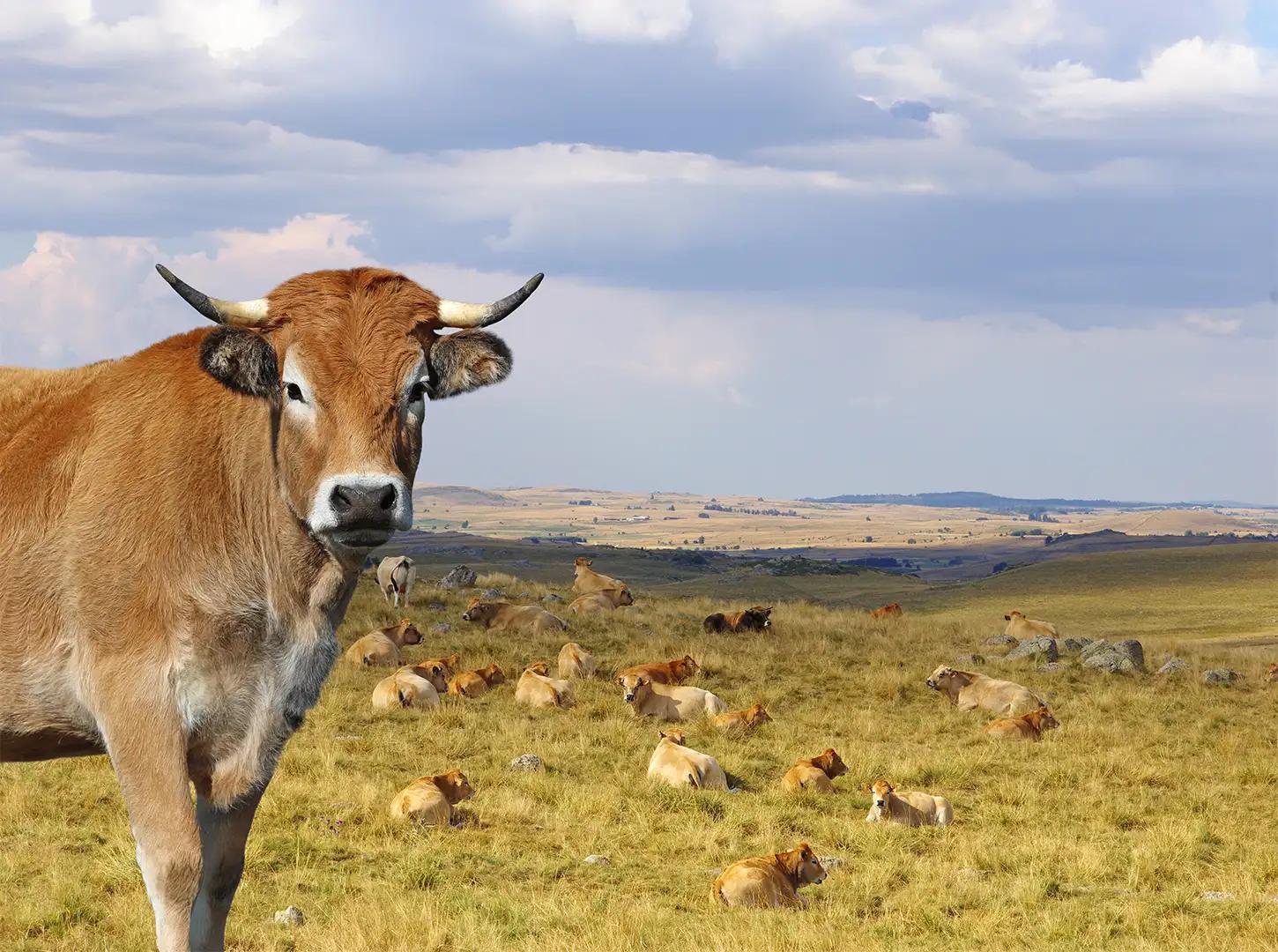 A la rencontre de l'Aubrac