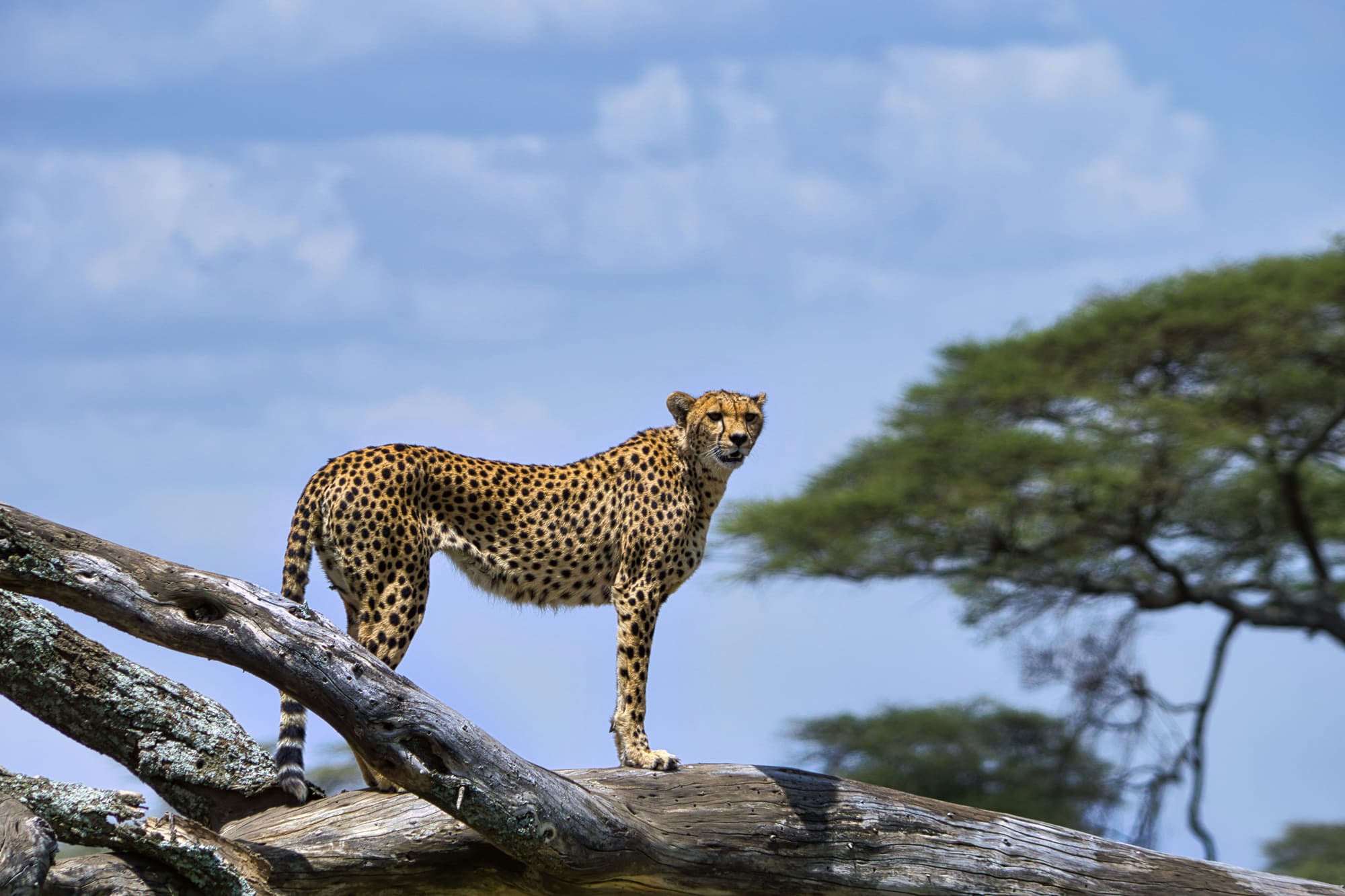 Tanzanie – Jeux Masais, photo 7