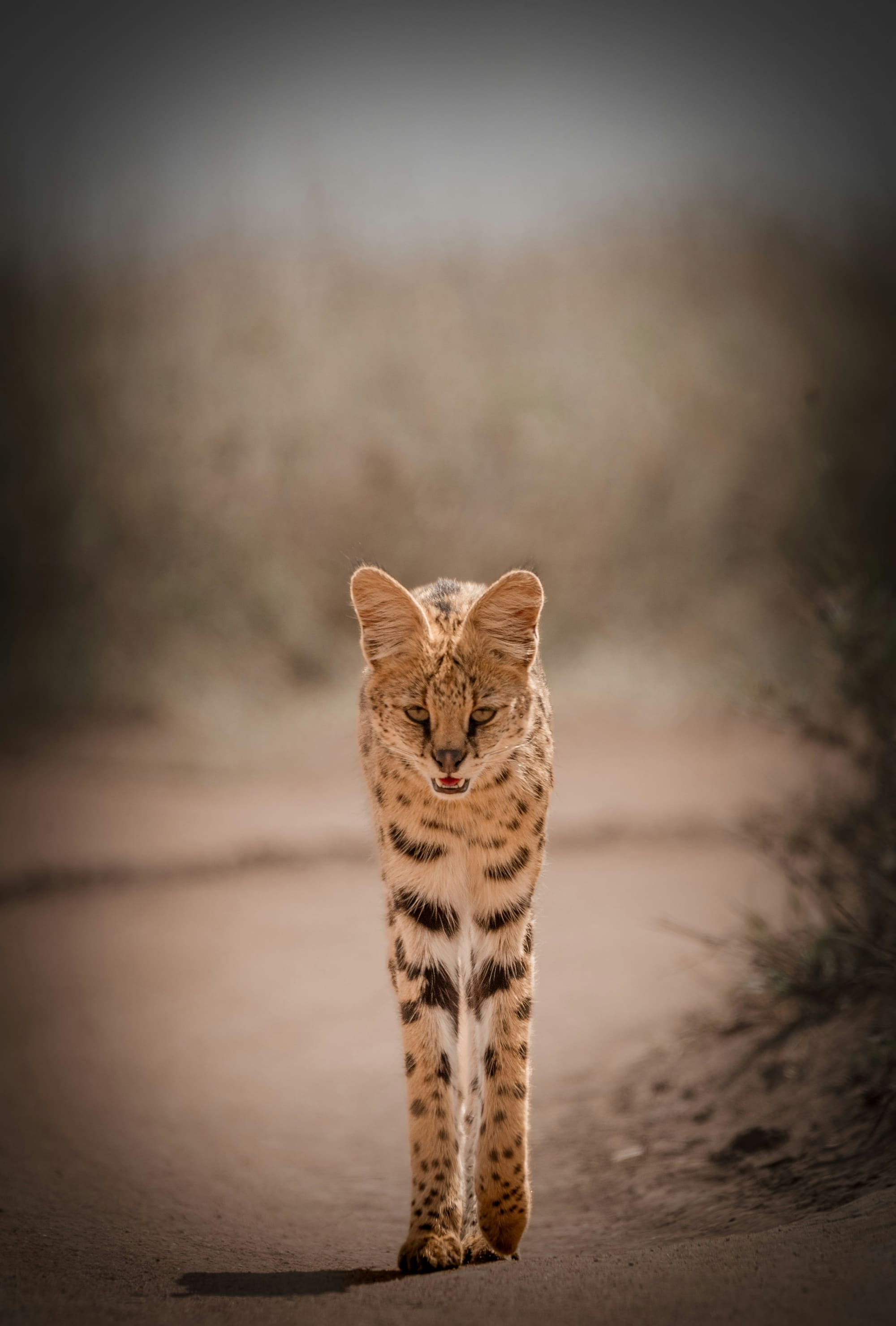 Tanzanie – Échappée Sauvage, photo 3