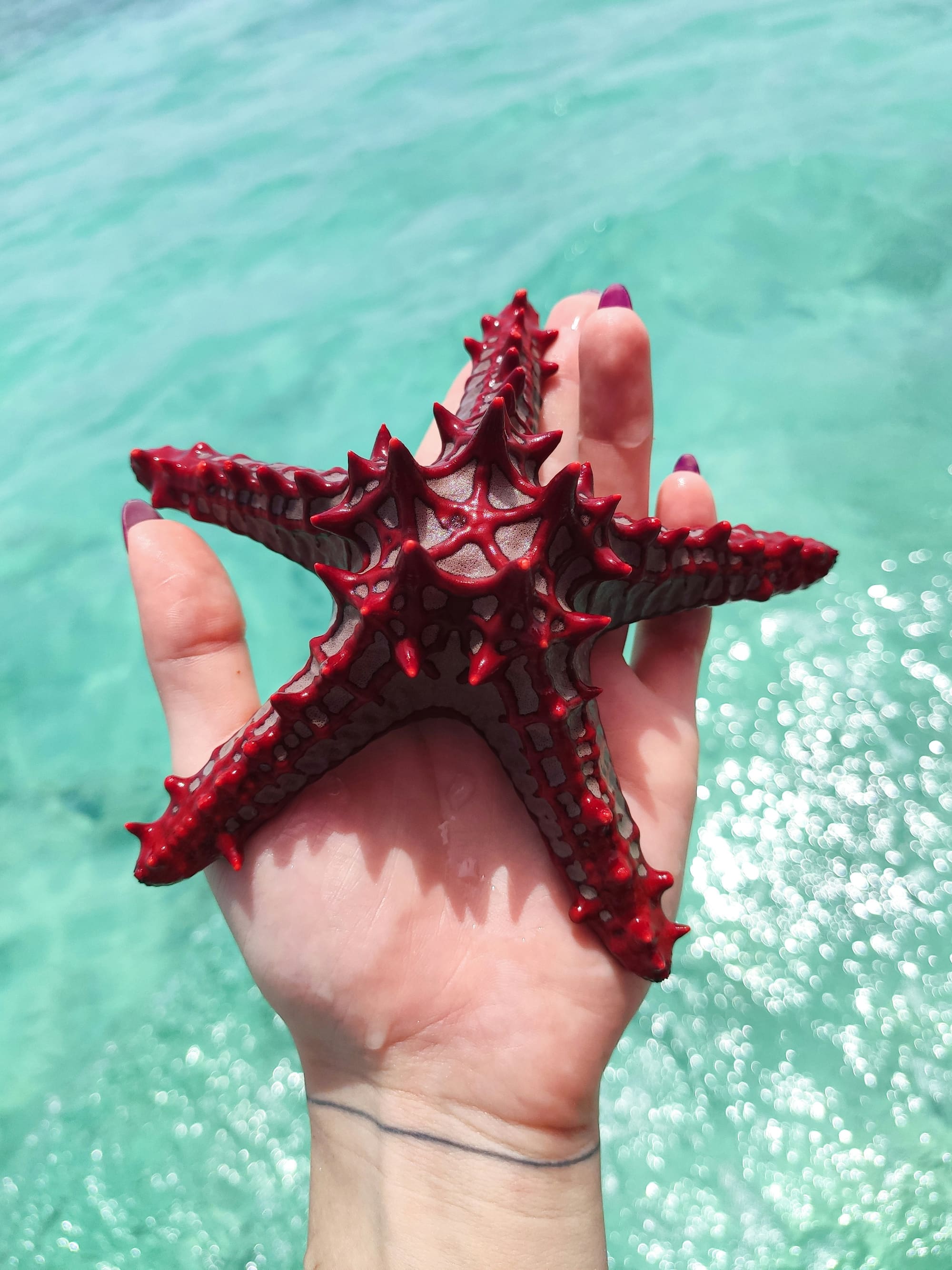 Zanzibar Zen, photo 3