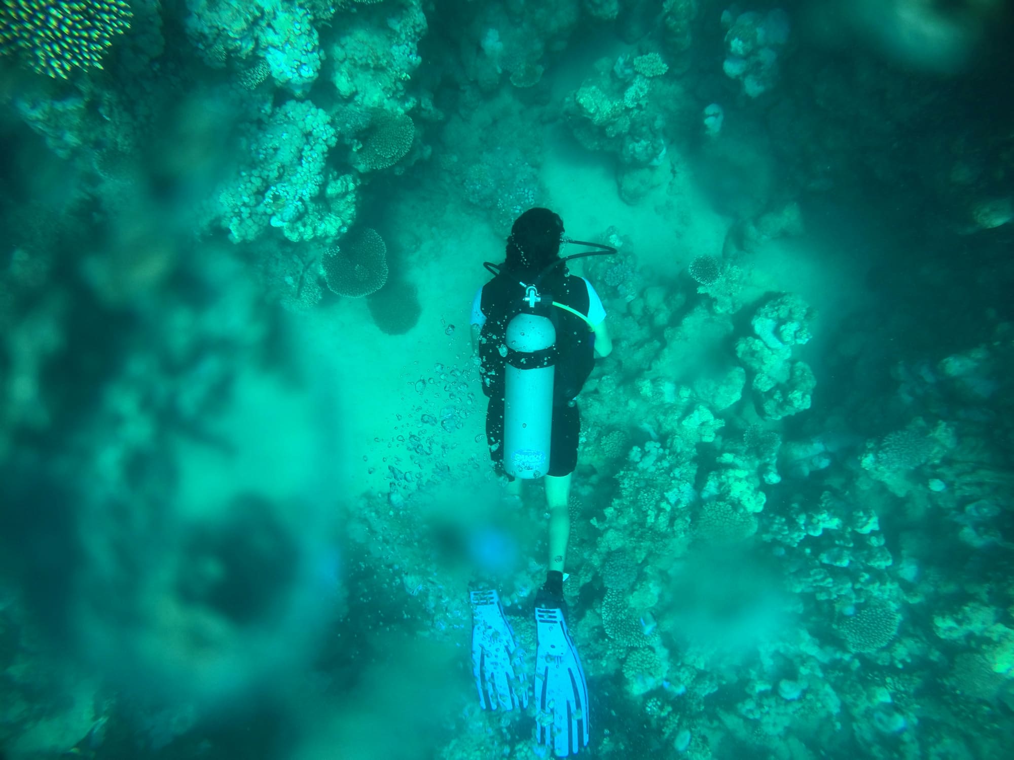 Égypte – Plongée à Marsa Alam, photo 5