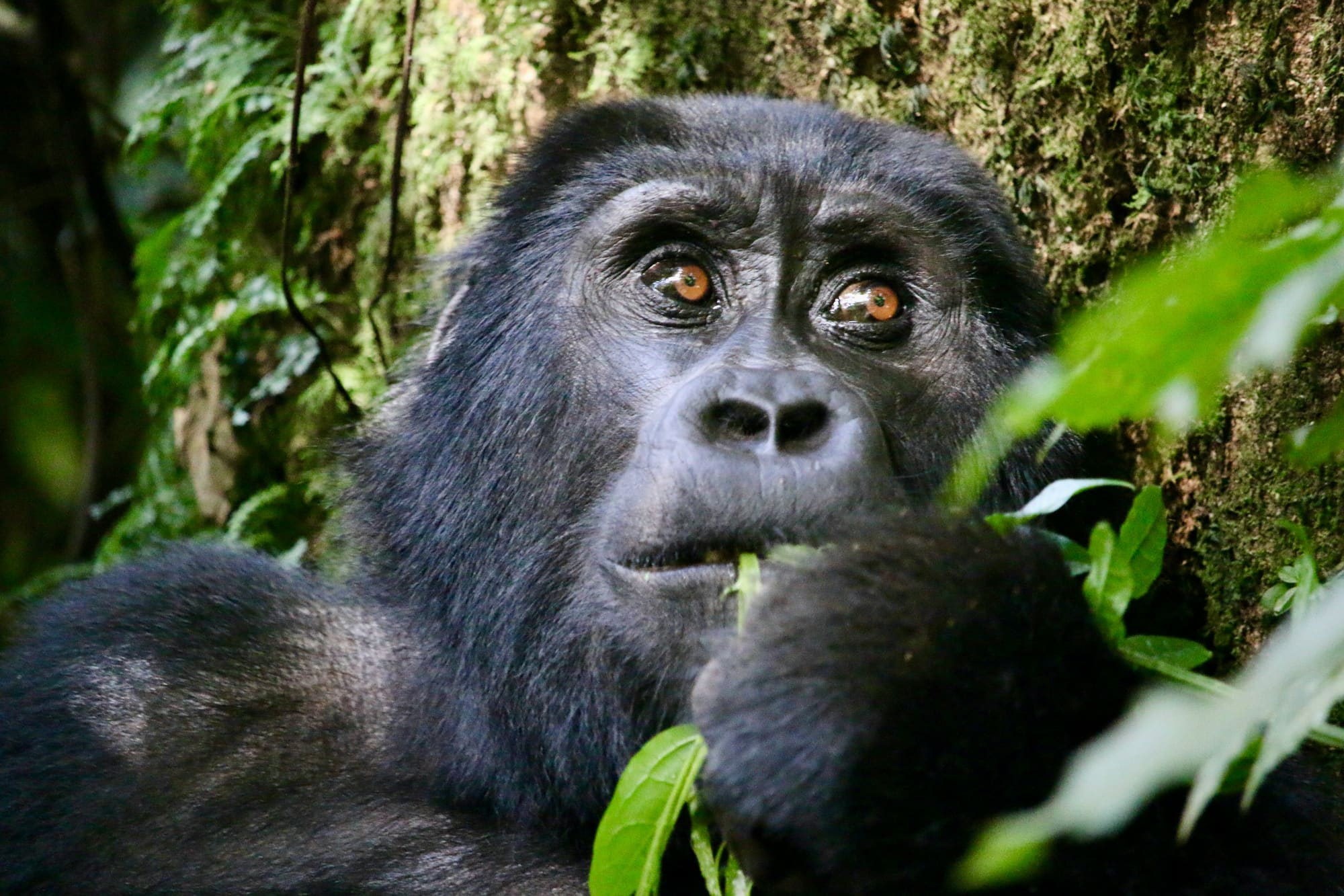 Ouganda & Rwanda – Primates, safaris et terres volcaniques, photo 4