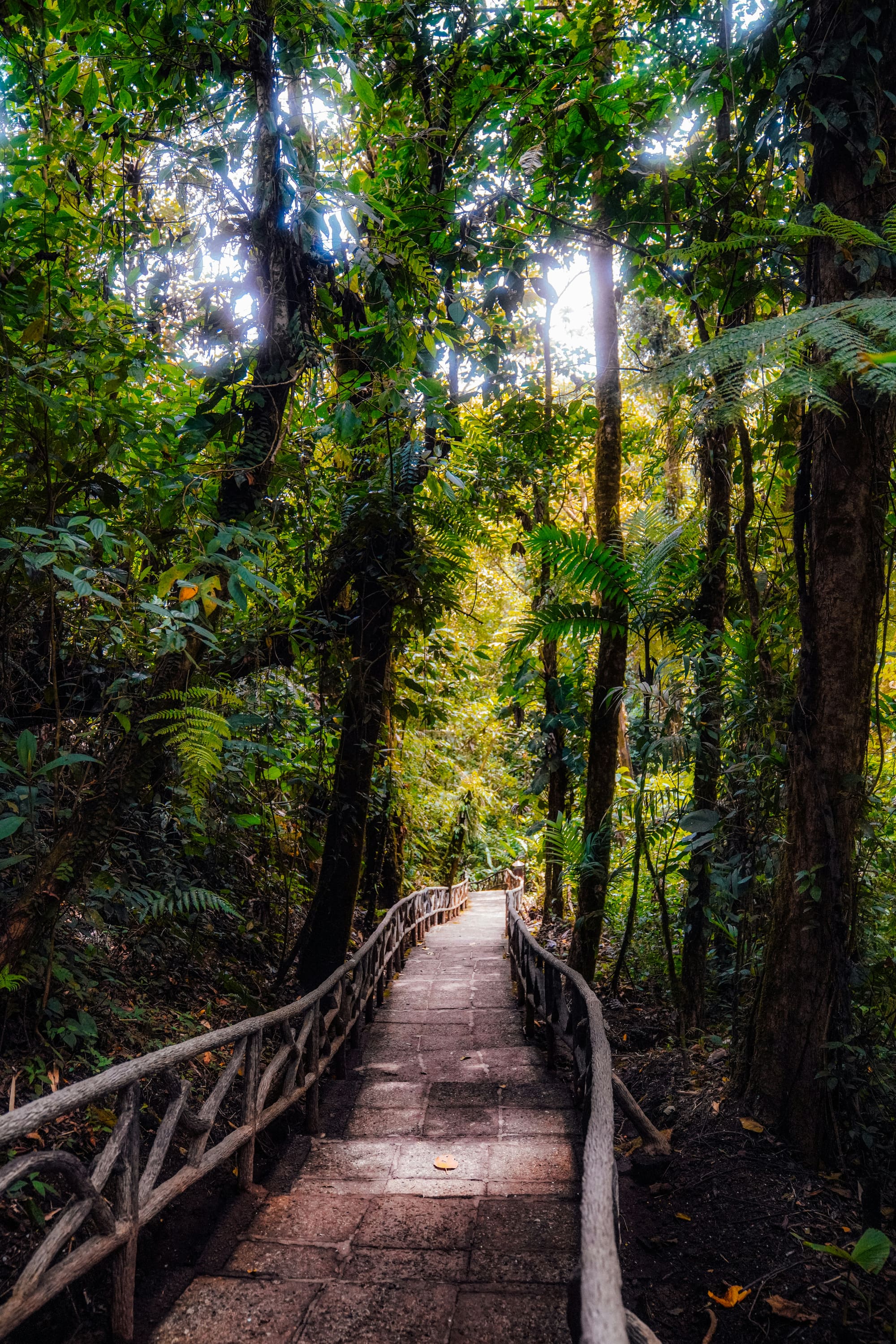 Costa Rica – Passionnément, photo 3