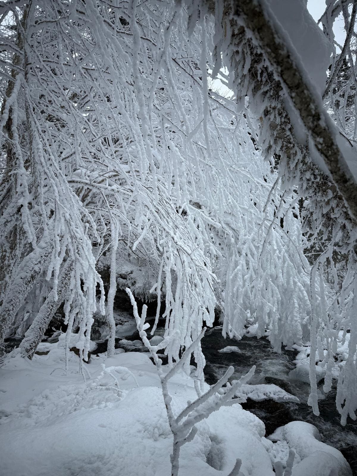 Canada – Dans la peau d’un Musher, photo 3