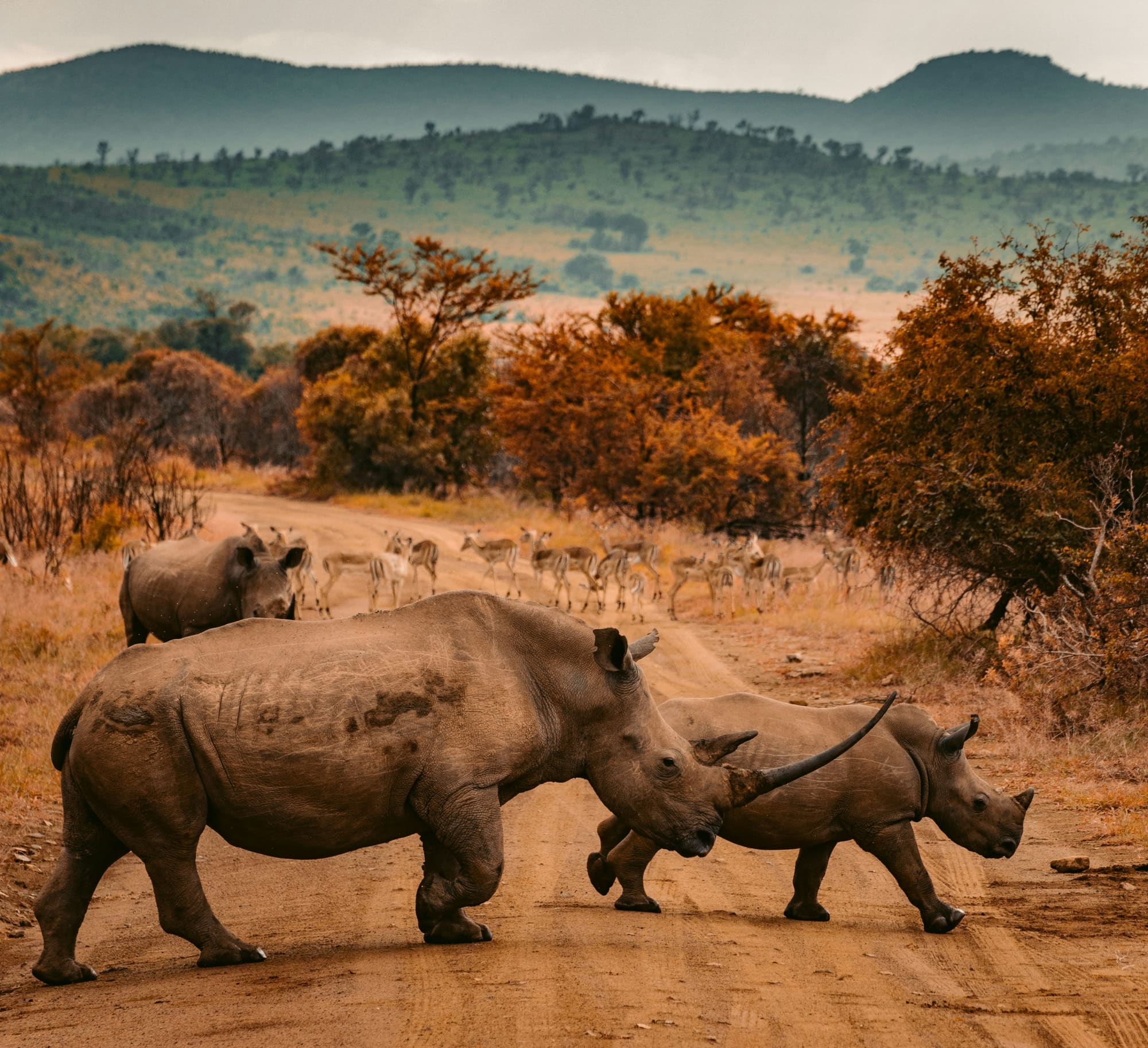 Afrique du Sud – Du Cap au Kruger, photo 6