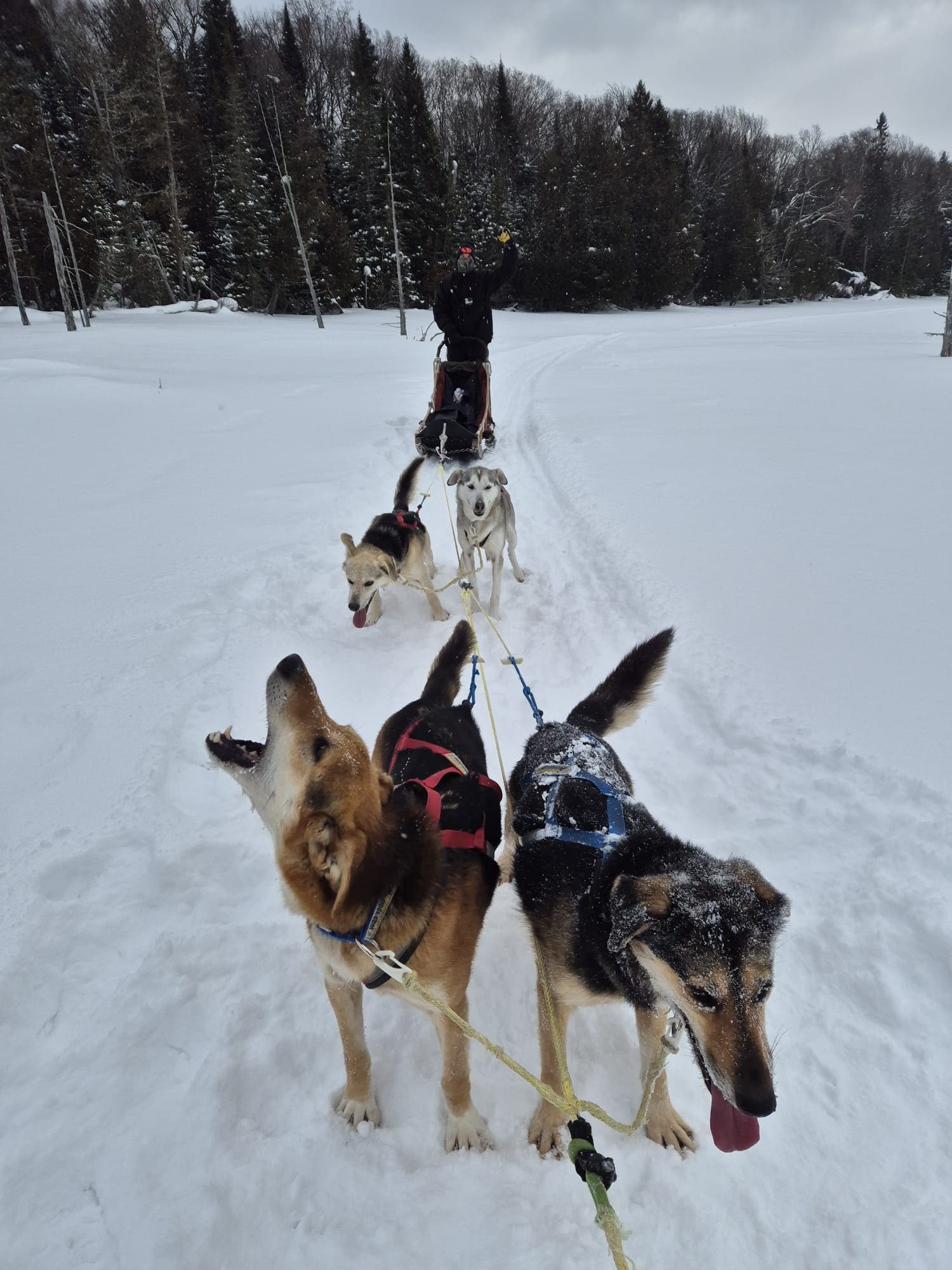 Canada – Dans la peau d’un Musher, photo 2