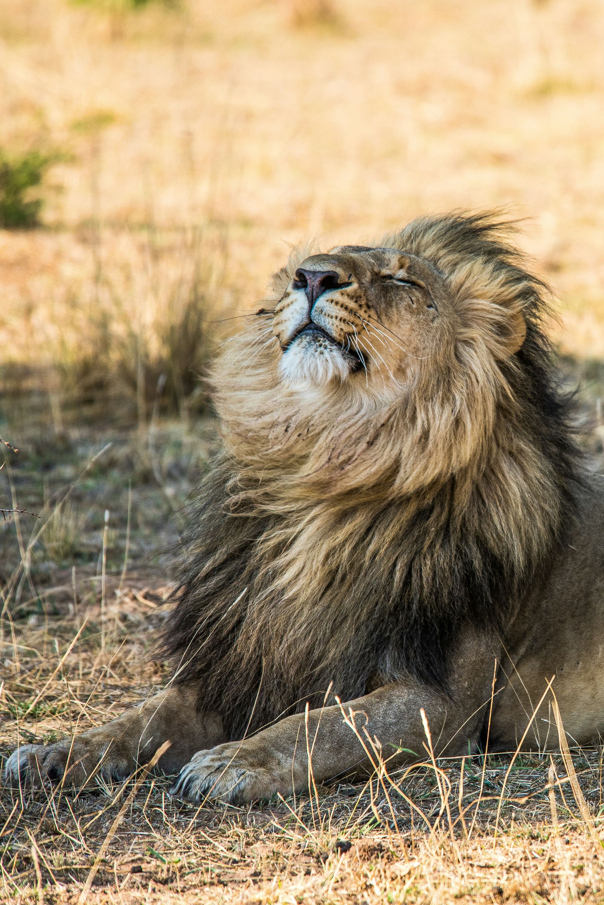 Afrique du Sud & Zambie – Du Kruger aux Chutes Victoria, photo 3
