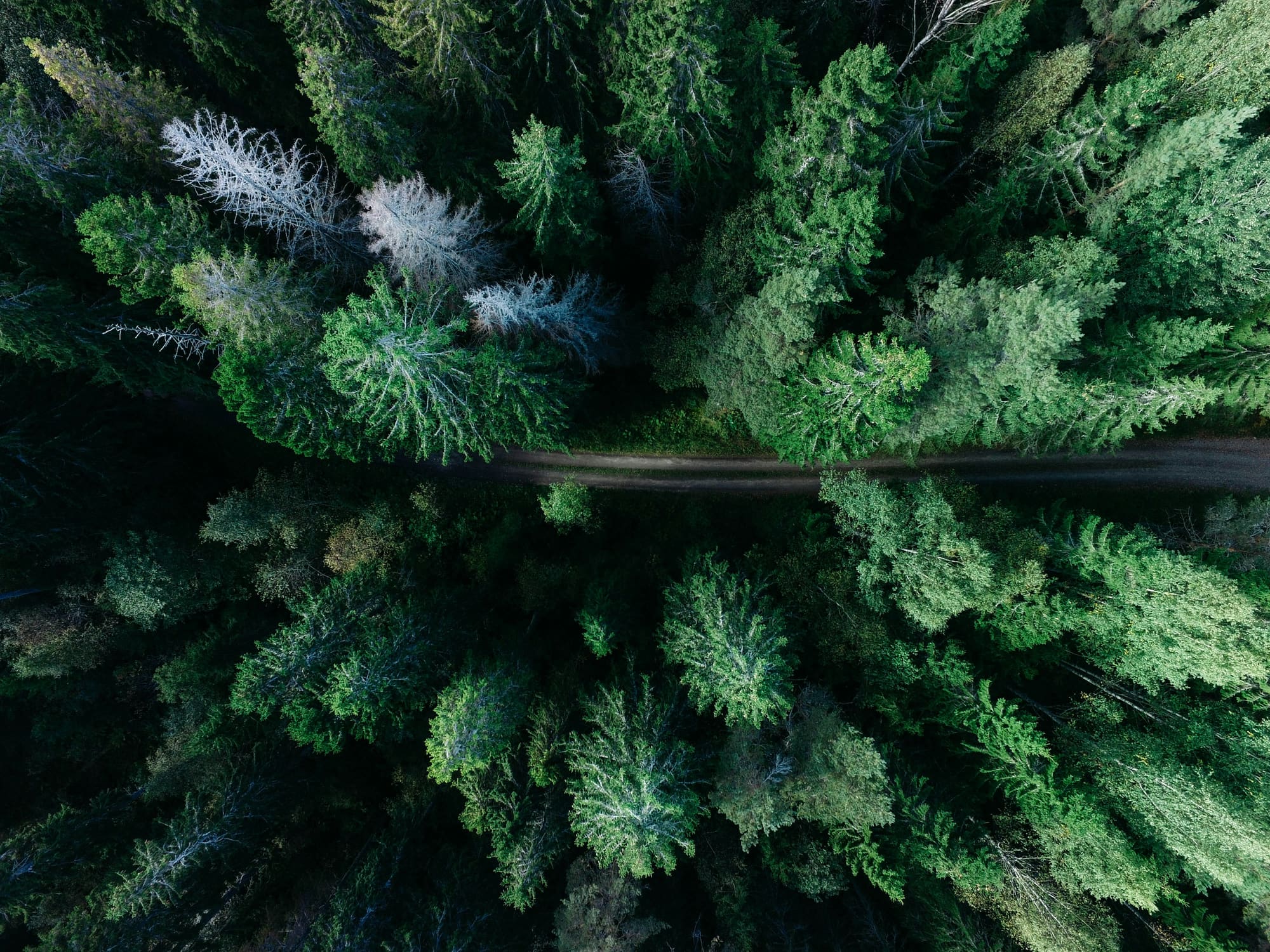 Suède – Détox en Forêt, photo 4
